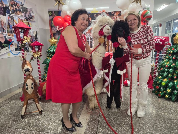 Panie dyrektor z alpakami w świątecznej fotobudce.