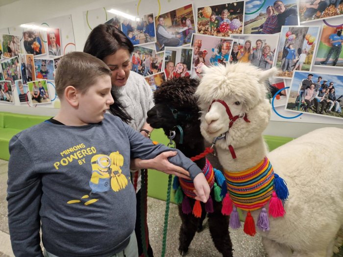 Uczeń głaska alpakę w towarzystwie opiekunki zwierząt.