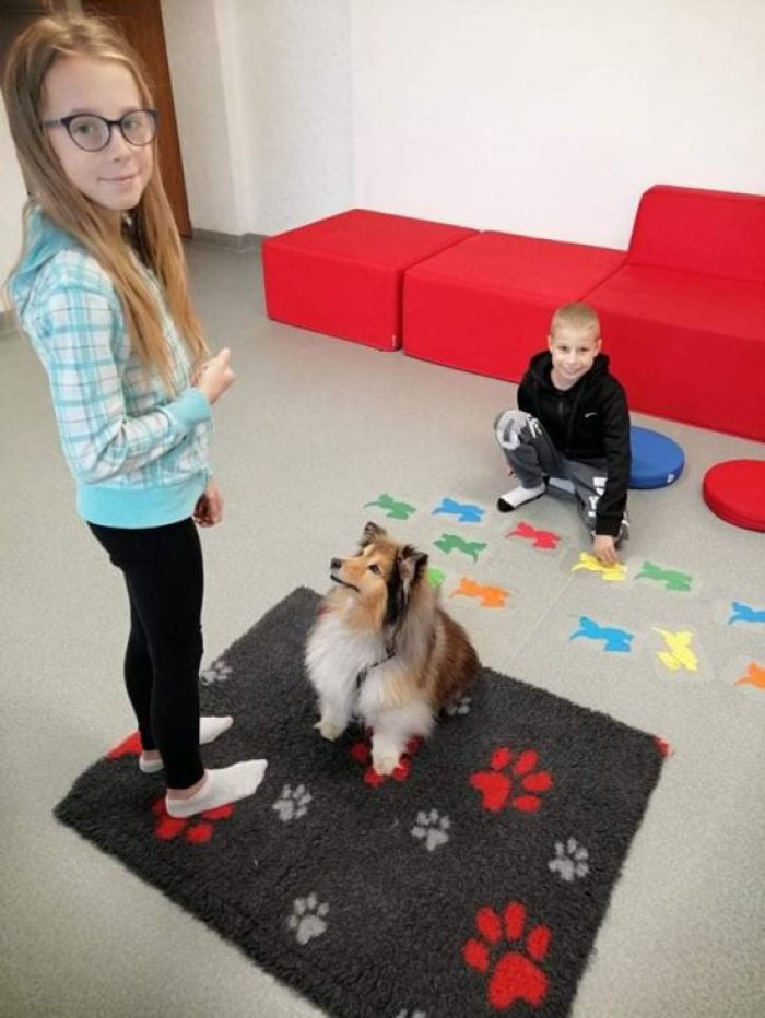 Zajęcia z owczarkiem szkockim   Kerrią.